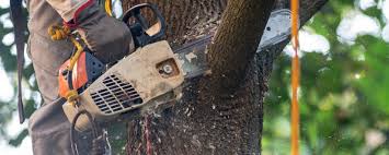 Best Commercial Tree Services  in Johnstonville, CA