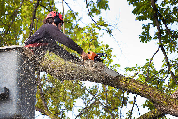  Johnstonville, CA Tree Care Pros